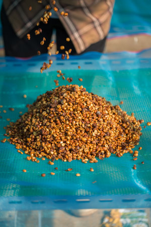 Close up smart farmer techniques hand coffee bean machinery roast apparatus dry sunlight tool sunbeam sunray sunshine fresh garden produce agriculture promotes farmer concept farm blur backgroundの写真素材