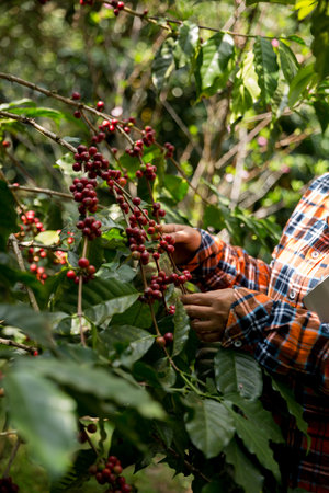 Farmer concept harvest hand ripe coffee seed robusta arabica berry close up fresh green leaf bean picking orange crop red yellow berries raw plant tree farm growth blur background eco organic gardenの写真素材