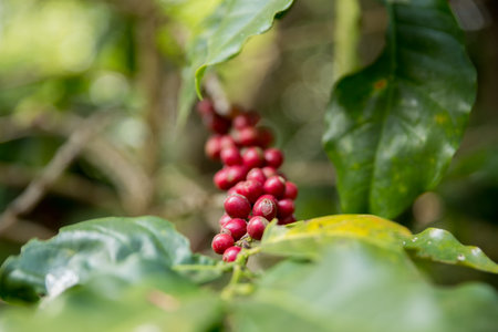 Farmer concept harvest fruit ripe coffee seed robusta arabica berry close up fresh green leaf bean picking orange crop red yellow berries raw plant tree farm growth blur background eco organic gardenの写真素材