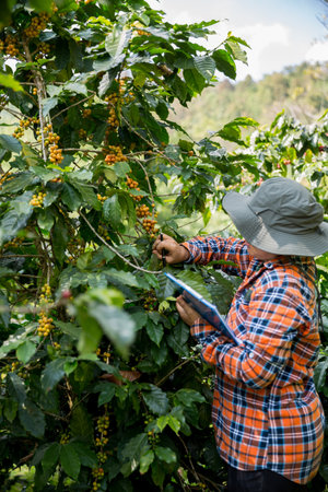Farmer concept harvest hand ripe coffee seed robusta arabica berry close up fresh green leaf bean...