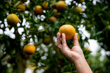 Business farm ripe orange concept farmer hand pick nature fruit citrus orchard mandarin tree growing...