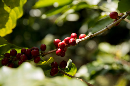 Farmer concept harvest fruit ripe coffee seed robusta arabica berry close up fresh green leaf bean picking orange crop red yellow berries raw plant tree farm growth blur background eco organic gardenの写真素材