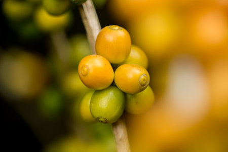 Farmer concept harvest fruit ripe coffee seed robusta arabica berry close up fresh green leaf bean picking orange crop red yellow berries raw plant tree farm growth blur background eco organic gardenの写真素材