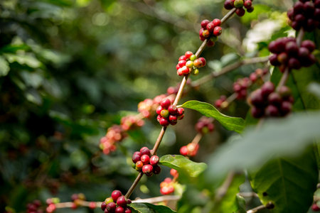 Farmer concept harvest fruit ripe coffee seed robusta arabica berry close up fresh green leaf bean picking orange crop red yellow berries raw plant tree farm growth blur background eco organic gardenの写真素材