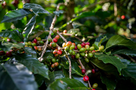 Farmer concept harvest ripe coffee seed robusta arabica berry close up fresh green leaf bean picking...