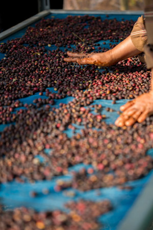 Close up smart farmer techniques hand coffee bean machinery roast apparatus dry sunlight tool...