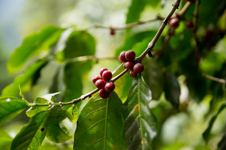 Farmer concept harvest fruit ripe coffee seed robusta arabica berry close up fresh green leaf bean...