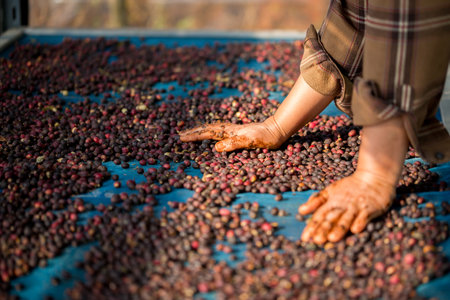 Close up smart farmer techniques hand coffee bean machinery roast apparatus dry sunlight tool...