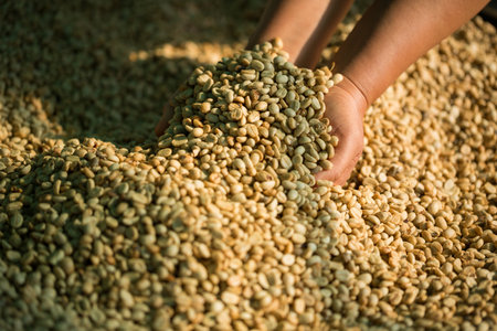 Close up smart farmer techniques hand coffee bean machinery roast apparatus dry sunlight tool...