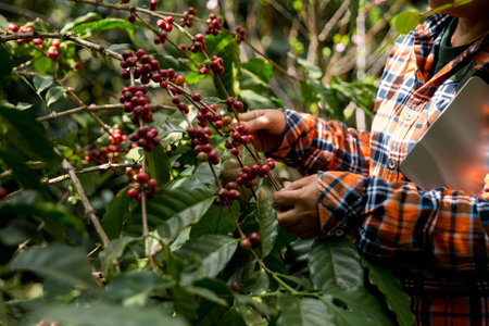 Farmer concept harvest hand ripe coffee seed robusta arabica berry close up fresh green leaf bean picking orange crop red yellow berries raw plant tree farm growth blur background eco organic gardenの写真素材