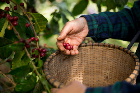 Farmer concept harvest hand ripe coffee seed robusta arabica berry close up fresh green leaf bean picking orange crop red yellow berries raw plant tree farm growth blur background eco organic gardenの写真素材