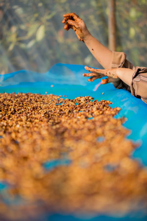 Close up smart farmer techniques hand coffee bean machinery roast apparatus dry sunlight tool sunbeam sunray sunshine fresh garden produce agriculture promotes farmer concept farm blur backgroundの写真素材