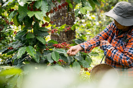 Farmer concept harvest hand ripe coffee seed robusta arabica berry close up fresh green leaf bean...