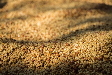 Smart farming techniques machinery apparatus coffee bean dry sunlight tool daylight sunbeam sunray sunshine fresh garden produce agriculture promotes farmer concept close up plant farm blur backgroundの写真素材