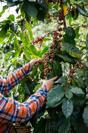 Farmer concept harvest hand ripe coffee seed robusta arabica berry close up fresh green leaf bean picking orange crop red yellow berries raw plant tree farm growth blur background eco organic gardenの写真素材