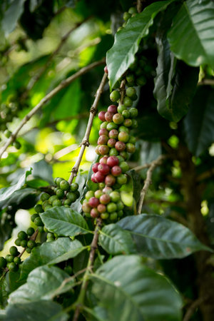 Farmer concept harvest fruit ripe coffee seed robusta arabica berry close up fresh green leaf bean...