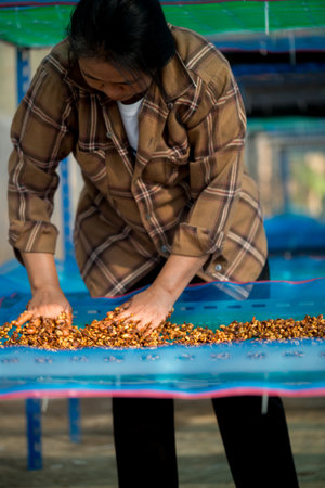 Close up smart farmer techniques hand coffee bean machinery roast apparatus dry sunlight tool sunbeam sunray sunshine fresh garden produce agriculture promotes farmer concept farm blur backgroundの写真素材