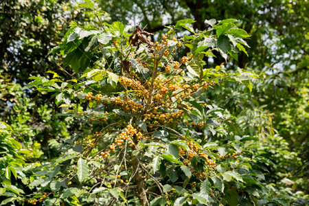 Farmer concept harvest fruit ripe coffee seed robusta arabica berry close up fresh green leaf bean...