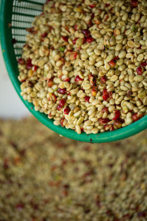 Smart farming techniques machinery roast apparatus coffee bean dry sunlight tool sunbeam sunray sunshine fresh garden produce agriculture promotes farmer concept close up plant farm blur backgroundの写真素材