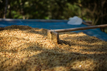 Smart farming techniques machinery roast apparatus coffee bean dry sunlight tool sunbeam sunray...
