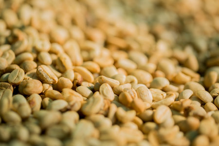 Smart farming techniques machinery roast apparatus coffee bean dry sunlight tool sunbeam sunray sunshine fresh garden produce agriculture promotes farmer concept close up plant farm blur backgroundの写真素材