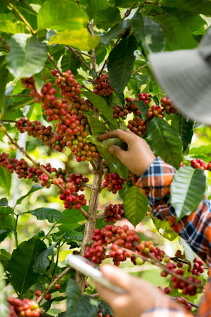 Farmer concept harvest hand ripe coffee seed robusta arabica berry close up fresh green leaf bean picking orange crop red yellow berries raw plant tree farm growth blur background eco organic gardenの写真素材