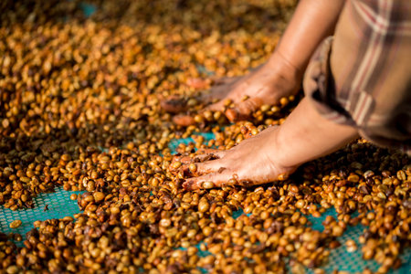 Close up smart farmer techniques hand coffee bean machinery roast apparatus dry sunlight tool...