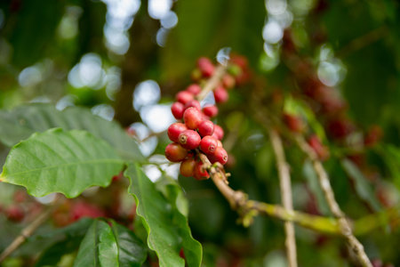 Farmer concept harvest fruit ripe coffee seed robusta arabica berry close up fresh green leaf bean...
