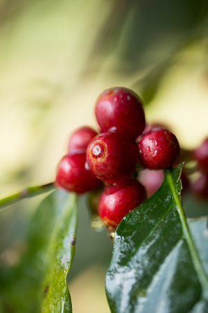 Farmer concept harvest fruit ripe coffee seed robusta arabica berry close up fresh green leaf bean...