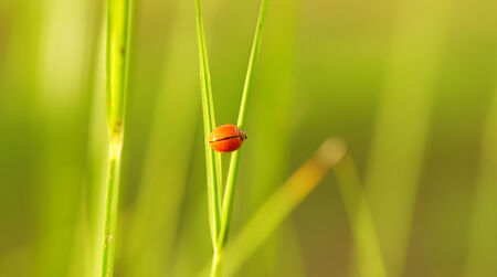 Ladybug running along on blade of green grass