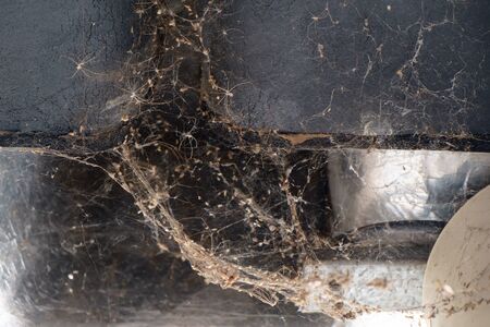 creepy and scary of spiders land with a much spider.の写真素材