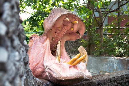 maturity hippopotamus wide opened mouth waiting for food in zooの写真素材