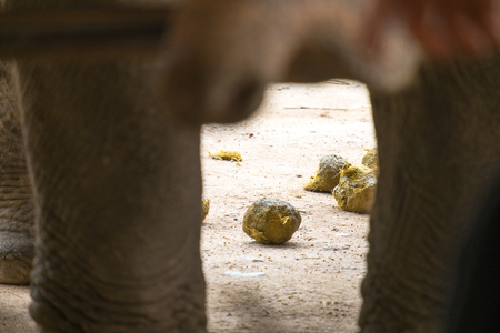 asian elephant crapping on the ground. の写真素材