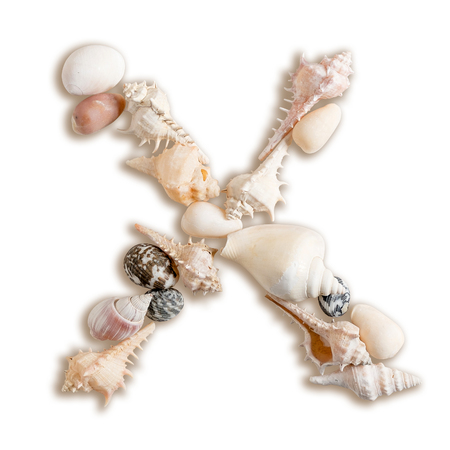 various sea shells capital X on isolated white background with clipping path.の写真素材