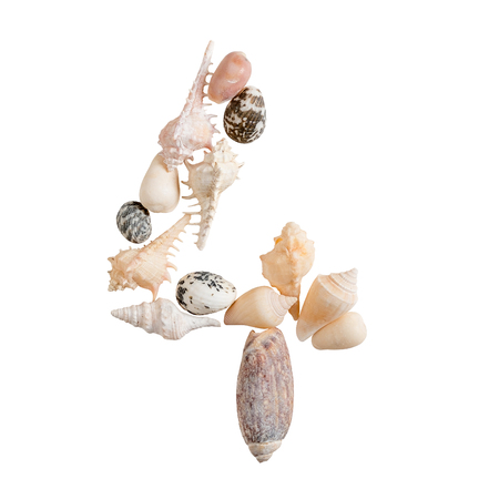 various sea shells number 4 on isolated white background with clipping path.の写真素材