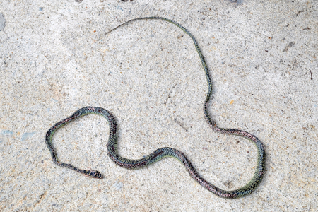 died snake body dry on the concrete floor outdoor.の写真素材