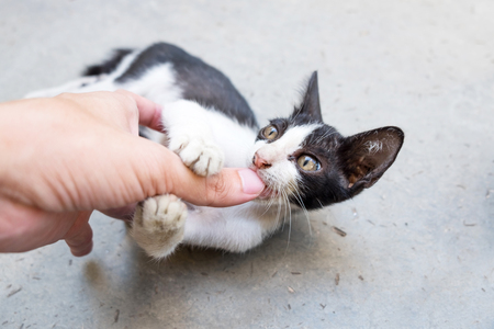 Man playing with a little cute kitten. biting hand.の写真素材