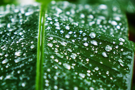 water drops on the leaf after rainny day.の写真素材