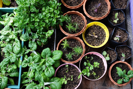 Various Organic Vegetables garden in house area.の写真素材