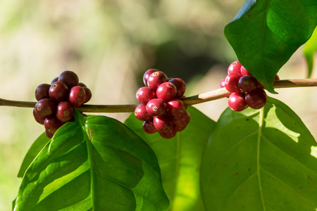 Close up of Red Coffee Beans on coffee tree branch. Raw Coffee Cherries for Agriculture.の写真素材