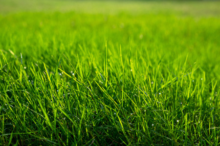 Grass and Water Drops in the Garden Morning.の写真素材
