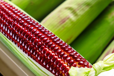 Red Ruby Corn, Thailand Healthy Organic Vegetable with Nature Sweet Taste.の写真素材