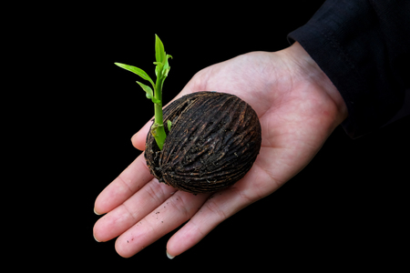 Plant Seed Growing ing the Lady Hand on iSolated Black Background.の写真素材