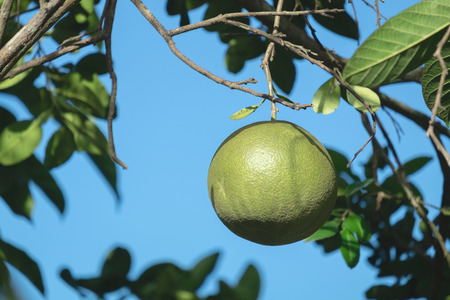 Raw Pamelo with a Branch on the Pamelo Tree.