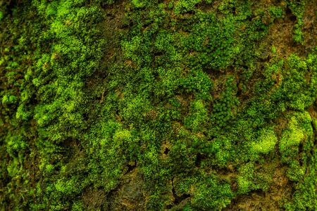 Macro of Green and Fresh Moss on the Tree Texture Background.の写真素材