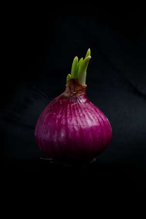 Fresh and Raw Red Onion on iSolated Black background, Many Nutritions with Healthy Spice.