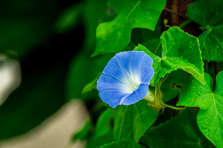 Butterfly Pea Flower in the Outdoor Garden, Beautiful flower that are Healthy Food.の写真素材