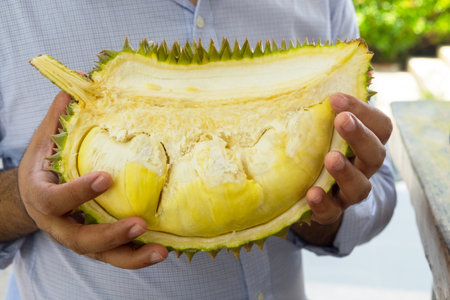 Man Holding Durian the King of Fruits, Ripe and Fresh Golden Durian with Tasty Sweet Fruit.の写真素材