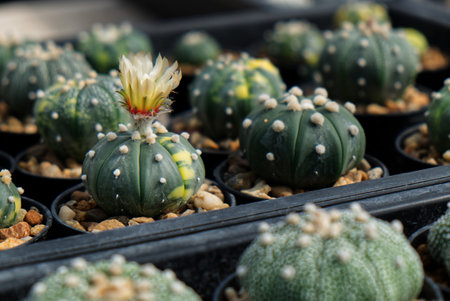 Diverse Varieties of Cactus, Succulent and Bougainvillea Plants in a Greenhouse Nursery.の写真素材
