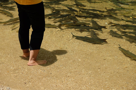 A female tourist stands in the water, waiting to feed the fish.